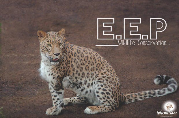 Leopards attempt natural mating in Tehran zoo for first time