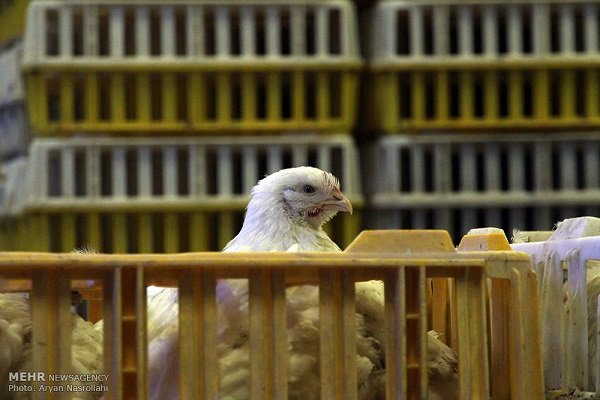 کشف ۲۷۰۰ قطعه مرغ قاچاق در فامنین