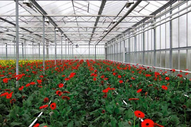 واحدهای تولید گل محلات در پی شیوع کرونا دچار مشکل فروش شدند