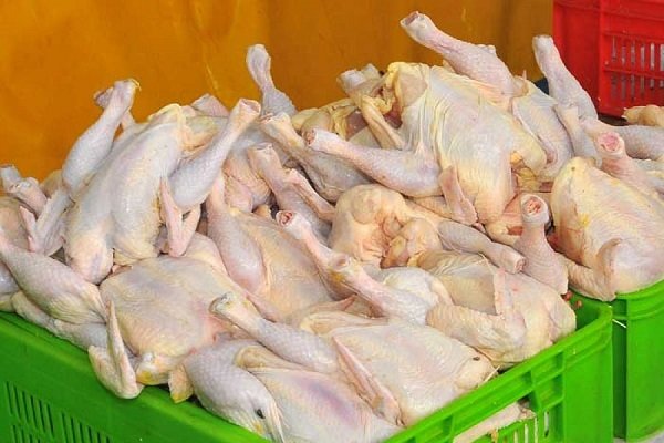 توزیع روزانه ۱۰۰ تن مرغ گرم به صورت مستمر در استان زنجان