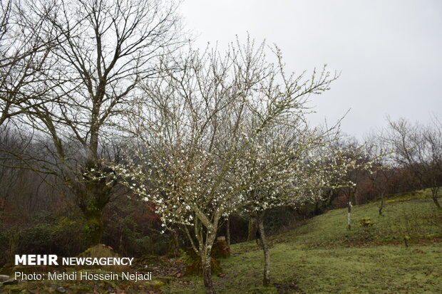 شکوفه های بهاری در شهرستان مرزی آستارا