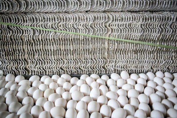 جمع آوری تخم مرغ مازاد تا پایان هفته در  سراسر کشور