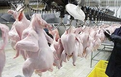 ممنوعیت کشتار مرغ در ساوه همچنان ادامه دارد