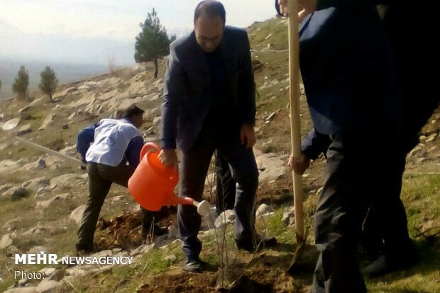 ۷۱ کیلومتر درختکاری از نوکنده تا جنگل گلستان