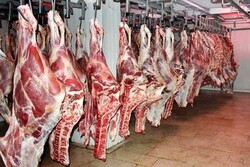 تامین ذخایر استراتژیک گوشت قرمز از منابع داخلی/۱۳ هزارتن گوشت از دامداران خریداری می شود