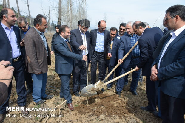 کاشت نهال توسط محمود حجتی وزیر جهاد کشاورزی در طرح زراعت چوب شهرستان تالش