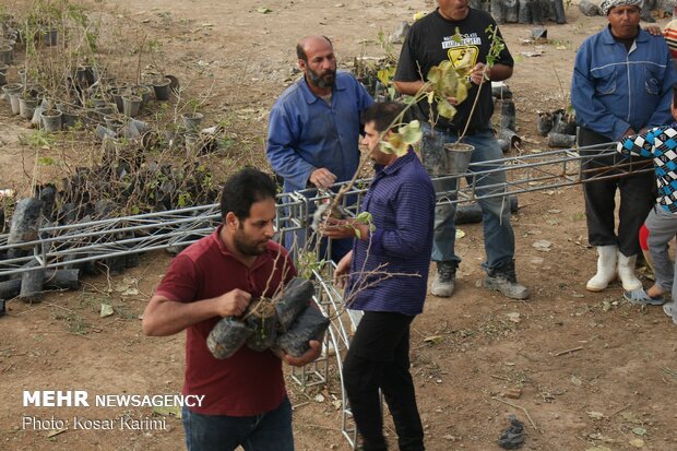 اهدا 30 هزار نهال به مناسبت روز درختکاری در اهواز