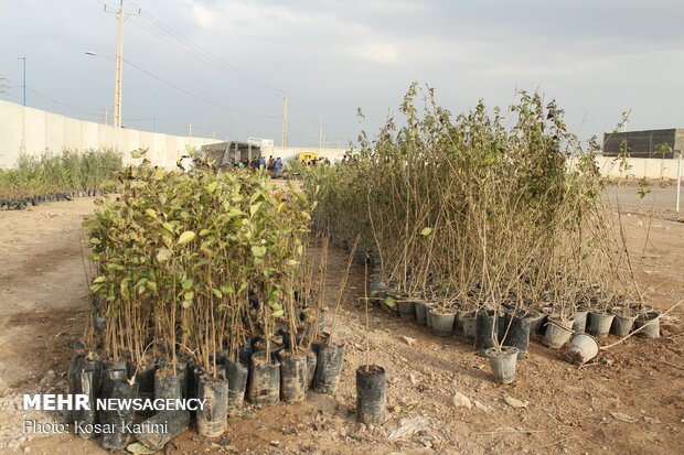 امسال ۱۴ میلیون اصله درخت در کشور غرس می شود