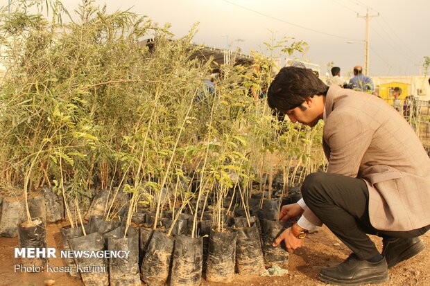 اهدا 30 هزار نهال به مناسبت روز درختکاری در اهواز