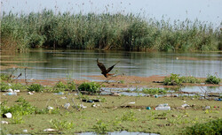 Anzali wetland