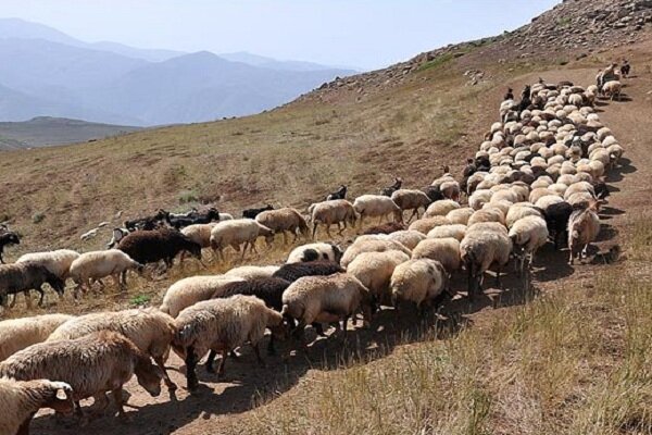 جاده های استان ایلام برای تردد عشایر کوچ‌رو خطرناک است