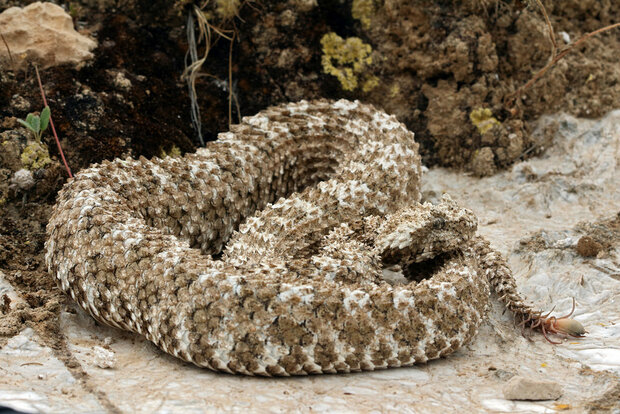 CITES seeking to ban rare spider-tailed horned viper trade - Tehran Times