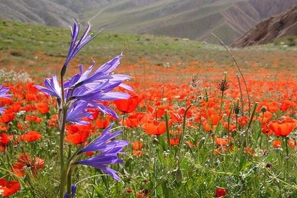 نگاهی به طبیعت بکر خراسان شمالی/ گشتی از باباامان تا اسپیدان