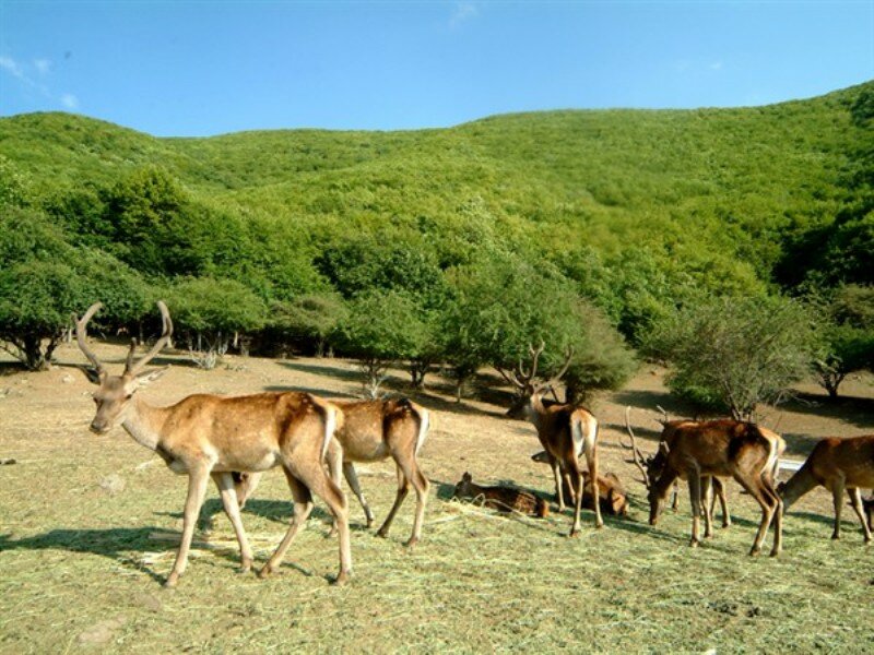 آماده باش ۸۰ محیط بان در مناطق حفاظت شده محیط زیست استان تهران