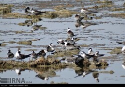 Northwestern Kani Barazan Wetland play host to 30,000 migratory birds