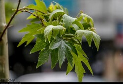 Precipitations to hit normal, above-normal levels in spring 