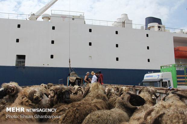 Iran's Chabahar Port unloads first livestock carrier