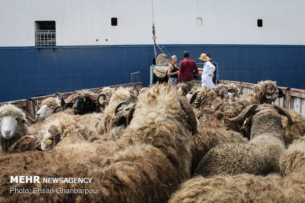 Iran's Chabahar Port unloads first livestock carrier
