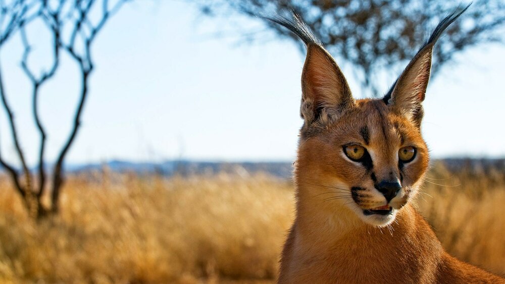 Injured Caracal Survived Death In Southern Iran Tehran Times