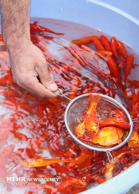 بازار شب عید سمنان