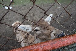 مرگ یک راس مرال در پناهگاه سمسکنده