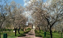 ۱۸۵۰ هکتار باغ بادام دیم در چهار محال و بختیاری ایجاد شد
