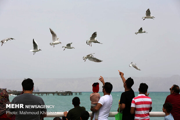 مسافران نوروزی در نگین خلیج فارس