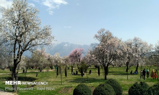 شکوفه های بهاری بادام در کشمیر هند