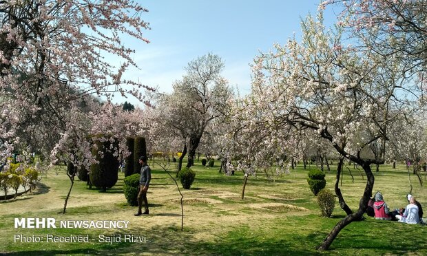 شکوفه های بهاری بادام در کشمیر هند