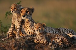 Asiatic cheetahs spotted in N Khorasan