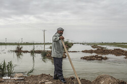 Flood causes massive damage to farms in southwestern Iran