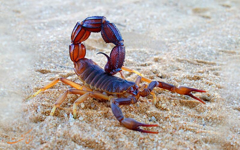 Scorpion