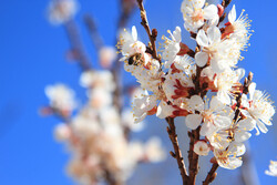 پویش رادیو «پیام» در استقبال از بهار/ درخت دوستی بنشانیم