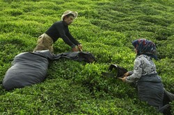 تولید ۱۳۷ هزار تن برگ سبز چای/ ۹۸ درصد مطالبات چایکاران پرداخت شد