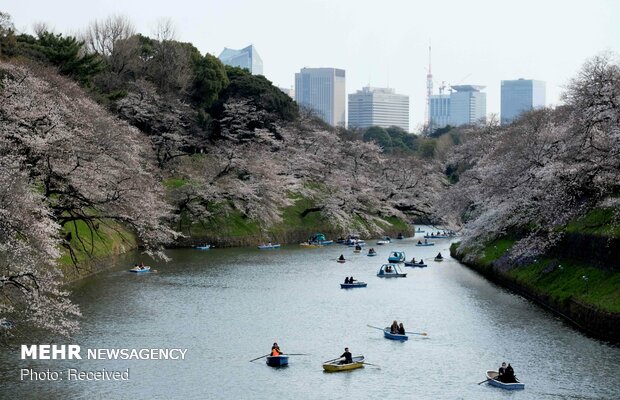 Japonya'da kiraz ağaçları çiçek açtı