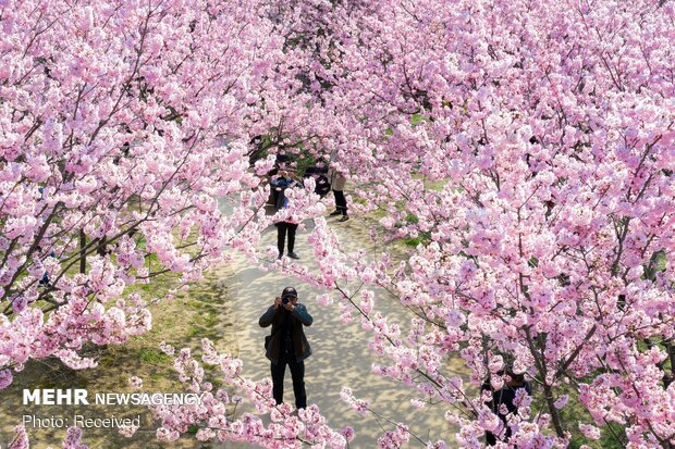 Japonya'da kiraz ağaçları çiçek açtı