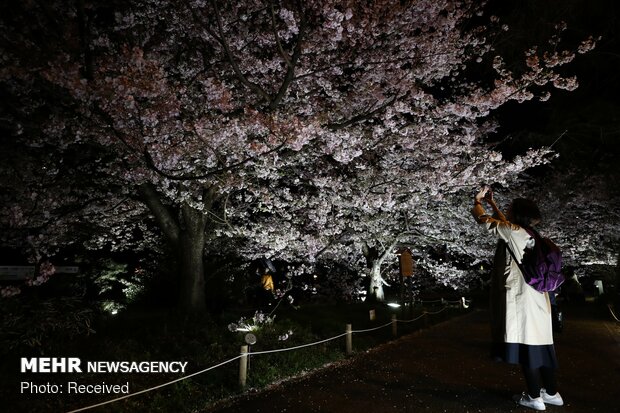 Japonya'da kiraz ağaçları çiçek açtı