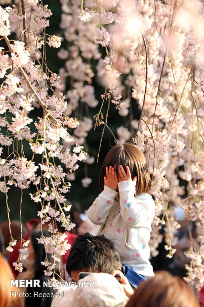 Japonya'da kiraz ağaçları çiçek açtı