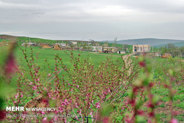 شکوفه های بهاری در روستای بابی کندی شهرستان گرمی استان اردبیل