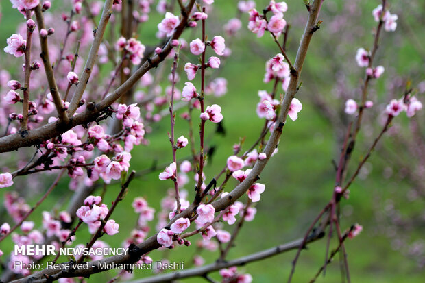 شکوفه های بهاری در روستای بابی کندی شهرستان گرمی استان اردبیل