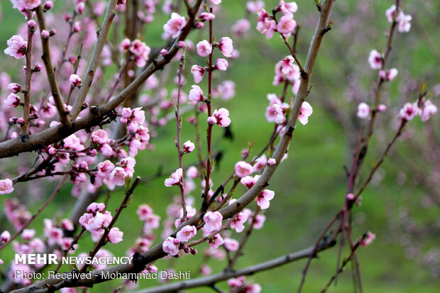 Spring blossoms in Bobby Kandi village in NW Iran