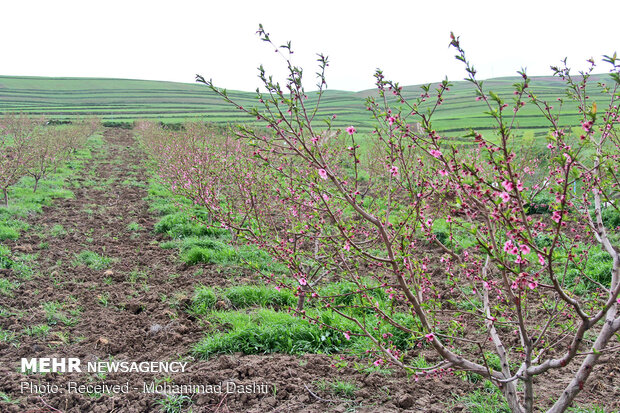Spring blossoms in Bobby Kandi village in NW Iran