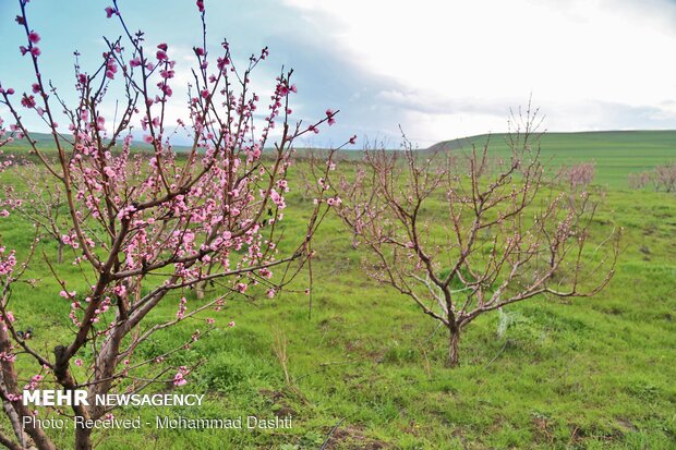 Spring blossoms in Bobby Kandi village in NW Iran