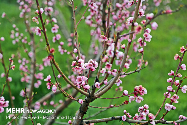 Spring blossoms in Bobby Kandi village in NW Iran