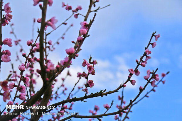 Spring blossoms in Bobby Kandi village in NW Iran