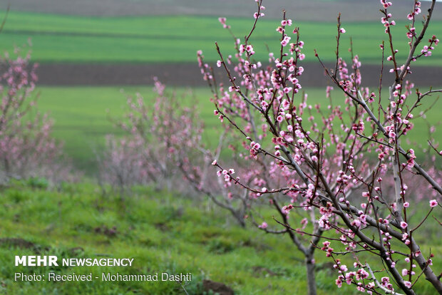 شکوفه های بهاری در روستای بابی کندی شهرستان گرمی استان اردبیل