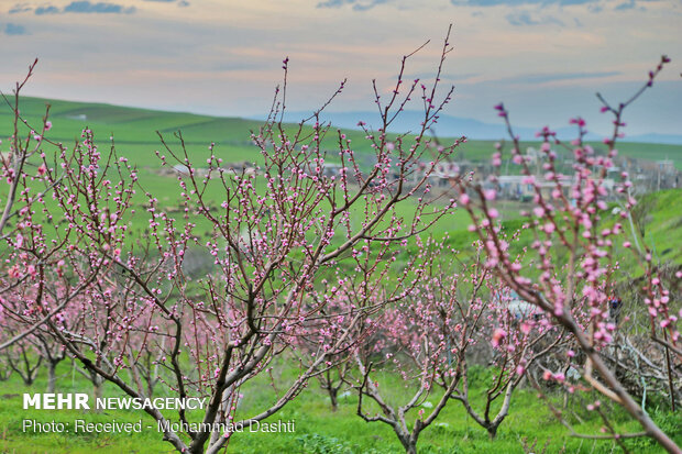 Spring blossoms in Bobby Kandi village in NW Iran