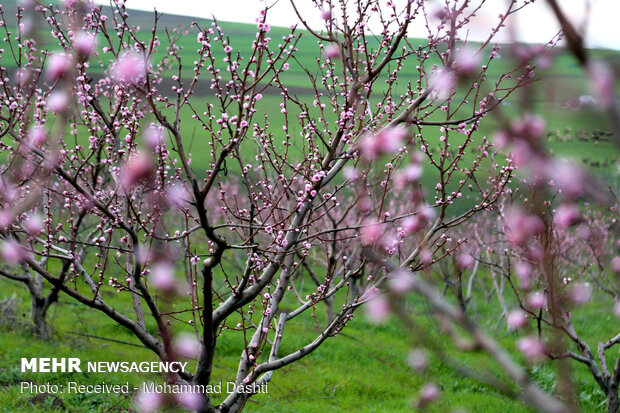 شکوفه های بهاری در روستای بابی کندی شهرستان گرمی استان اردبیل