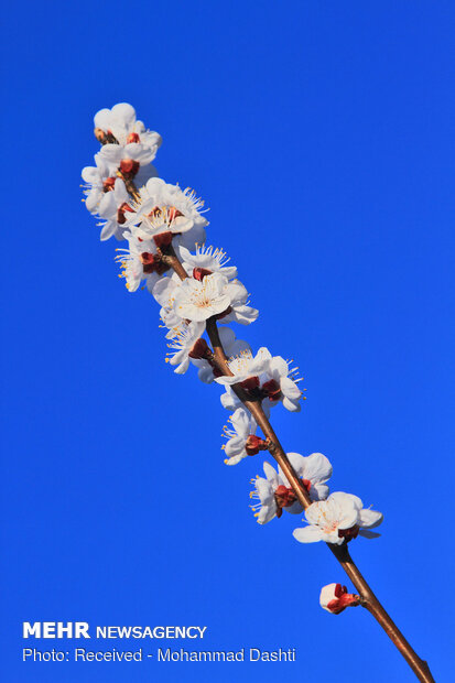 Spring blossoms in Bobby Kandi village in NW Iran