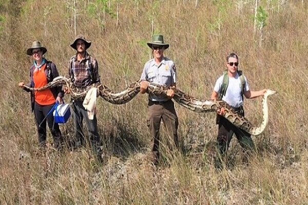 5,2 metre uzunluğunda piton yakalandı